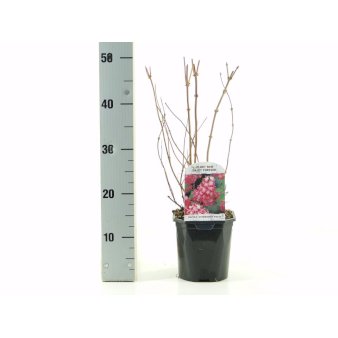 Stjernetop Strawberry Fields 2 Liter potte
