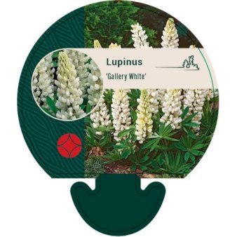 Staudelupin 'Gallery White'