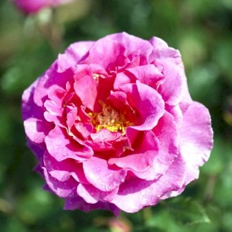 Renaissancerose 'Prinsesse Alexandra'