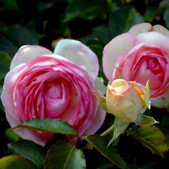 Klatrerose 'Willestrup'