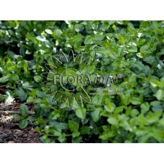 Krybende benved 'Coloratus' Potte 0,8 liter