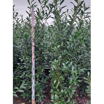 Kirsebærlaurbær 'Caucasica' Med klump,- 200-225 cm.