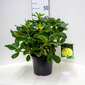 'Horizon Monarch' Potte 5,0 liter,- 30-40 cm.