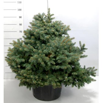 Blågran 'Glauca Globosa' - Nåletræer - Plantetorvet.dk