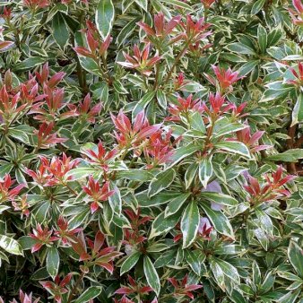 Pieris Little Heath Potte 2 liter