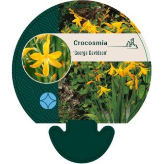 Montbretia 'Georg Davidson'