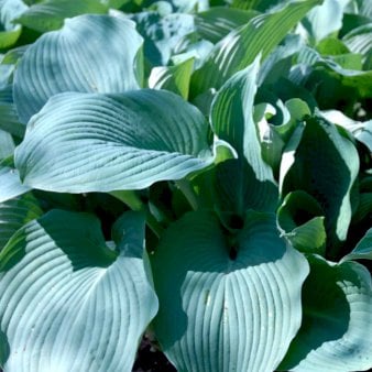 Hosta 'Blue Angel' 0,8 liter potte