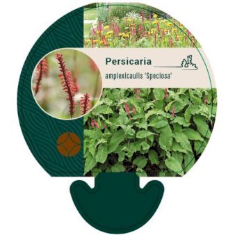 Kertepileurt 'Speciosa'