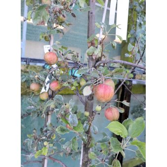Æble 'Rød Aroma' Dværgtræ, 3-5 grene, 6,7 liter potte, 80-100 cm.