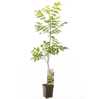 Almindelig valnød 3,5 liter potte