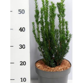 Taks 'Hillii' 5 Liter potte