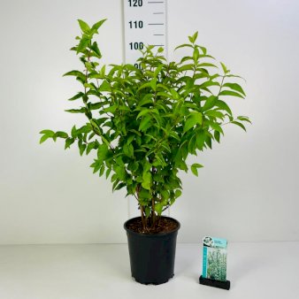 Stor stjernetop Plena Potte 6,5 liter 60-80 cm