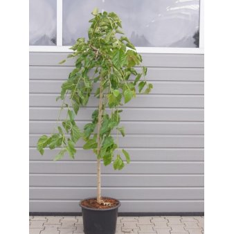 Hænge-Morbær Opstammet 120 cm. 20 liter potte, stammeomkreds 8-10 cm.