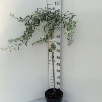 Pilebladet pære Opstammet 90 cm. 7,5 liter potte