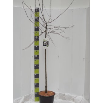 Pilebladet pære Opstammet 120 cm. 20 liter potte, stammeomkreds 8-10 cm.