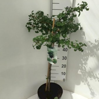 Kugle-Tempeltræ 'Mariken' Opstammet 60 cm. 7,5 liter potte