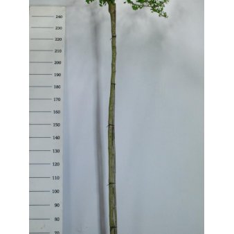 Kugle-Tempeltræ 'Mariken' Opstammet 190 cm. med potte