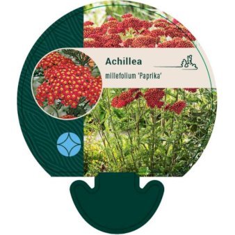 Røllike 'Paprika'