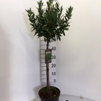 Mini Kirsebærlaurbær Opstammet 60 cm. 5 liter potte