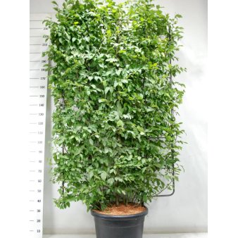 Avnbøg Potte 65 liter,- 175-200 cm.