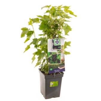 Solbær Potte 4,0 liter,- 40-60 cm.