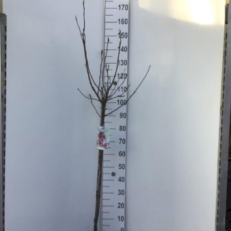 Magnolia 'Galaxy' Opstammet 90 cm. 7,5 liter potte