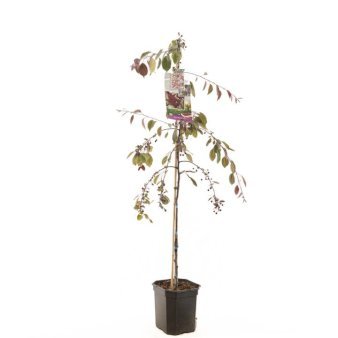 Rødbladet Paradisæble 'Royal Beauty'