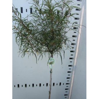 Fligbladet Tørstetræ Opstammet 80 cm., 5 Liter potte