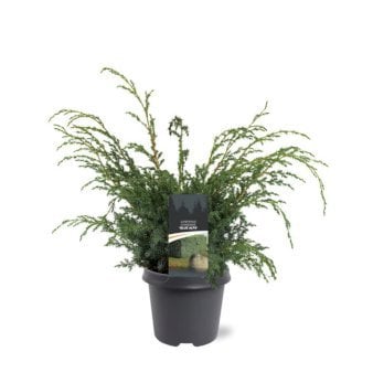 Kinesisk Enebær 'Blue Alps' 5 Liter potte