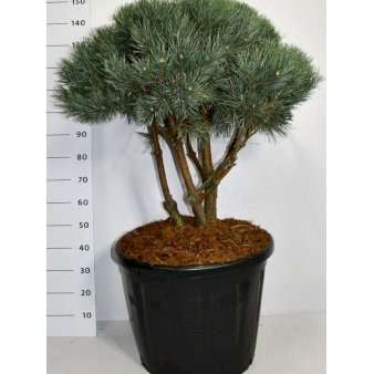Dværg Skovfyr 'Watereri' Potte 110 liter,- 80-100 cm.