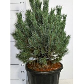 Dværg Skovfyr 'Watereri' Potte 35 liter,- 60-70 cm