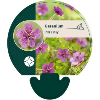 Storkenæb 'Pink Penny'