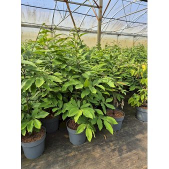 Ægte kastanje Potte 12 liter,- 100-125 cm.