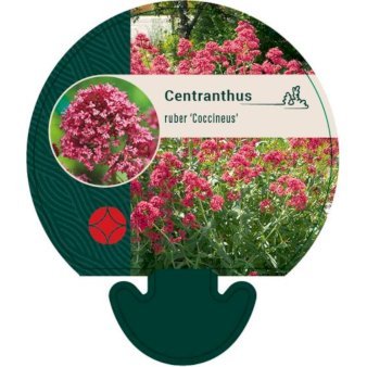 Sporebaldrian 'Coccineus'