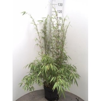 Gul Bambus 'Rufa' 10 liter potte