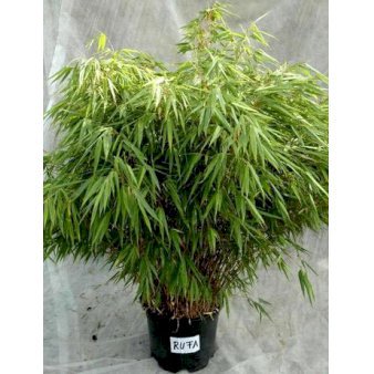 Stort udvalg bambusplanter | Køb billige planter af bambus til haven online - Plantetorvet.dk