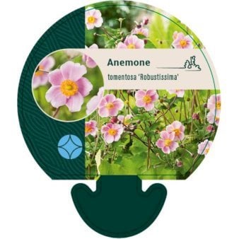 Høstanemone 'Robustissima'
