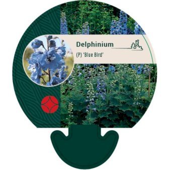 Ridderspore 'Blue Bird'