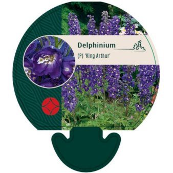 Ridderspore 'King Arthur'