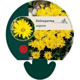 Middagsblomst