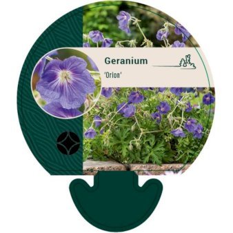 Storkenæb 'Orion'