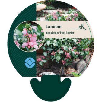 Plettet tvetand 'Pink Pewter'