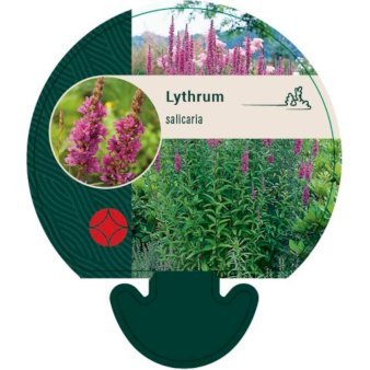 Kattehale (Lythrum salicaria)