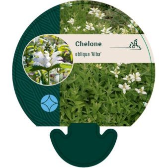 Duehoved 'Alba'