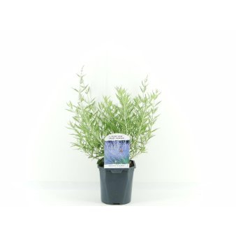 Russisk Salvie 'Blue Spire'
