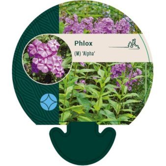 Floks 'Alpha'