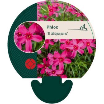 Lyngfloks 'Atropurpurea'