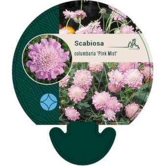 Due Scabiose 'Pink Mist'
