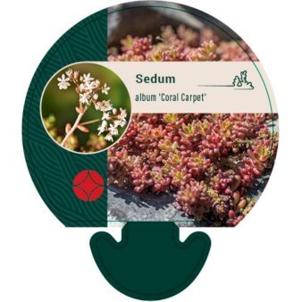 Hvid stenurt 'Coral Carpet'