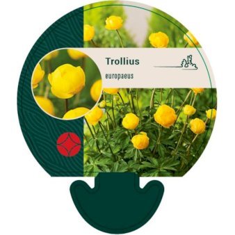 Engblomme